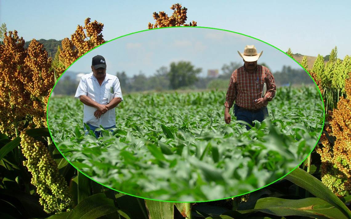 Se espera un buen año para la producción de maíz y en Guanajuato
